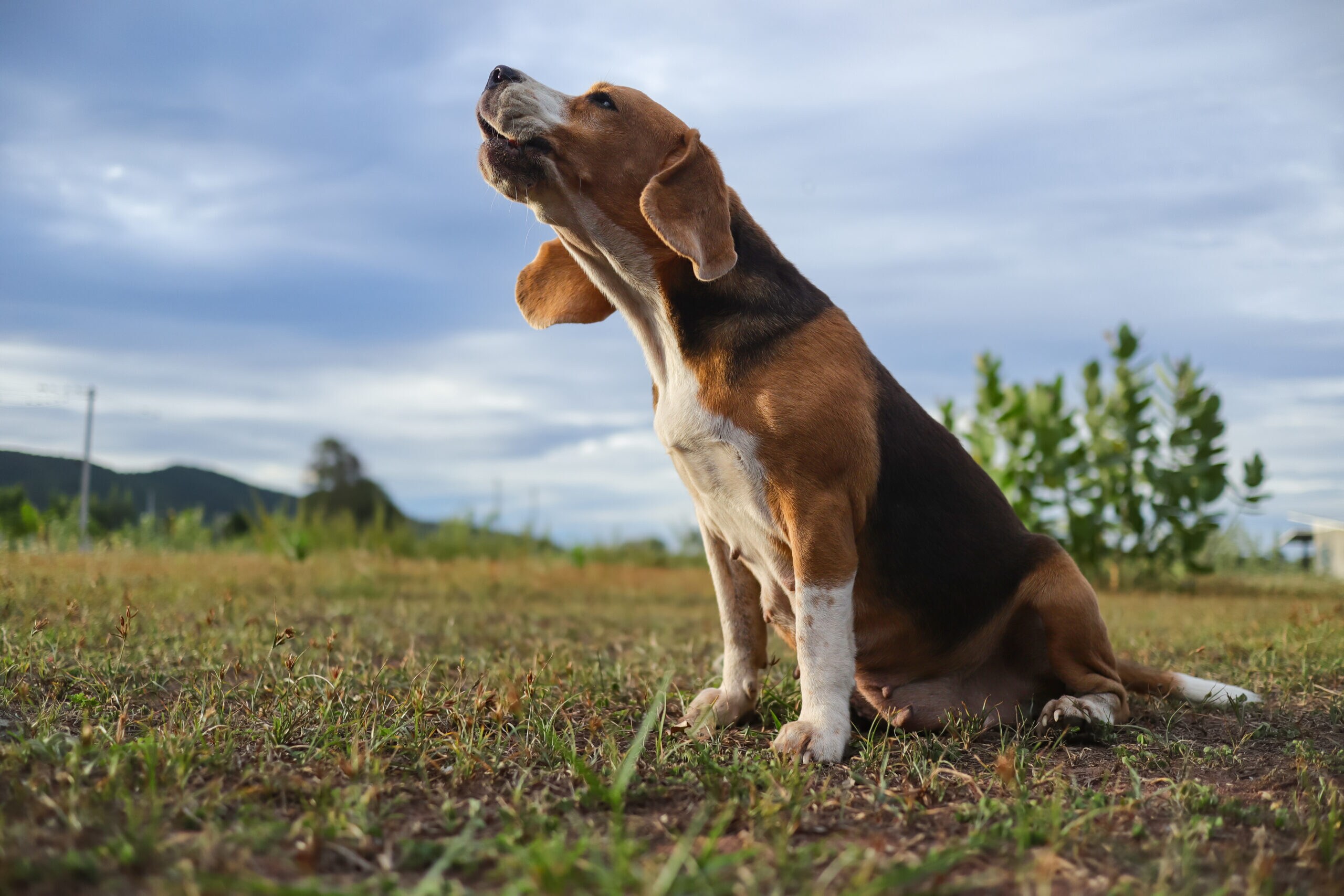 Beagle Care: Shedding, Diet, and Personality Guide