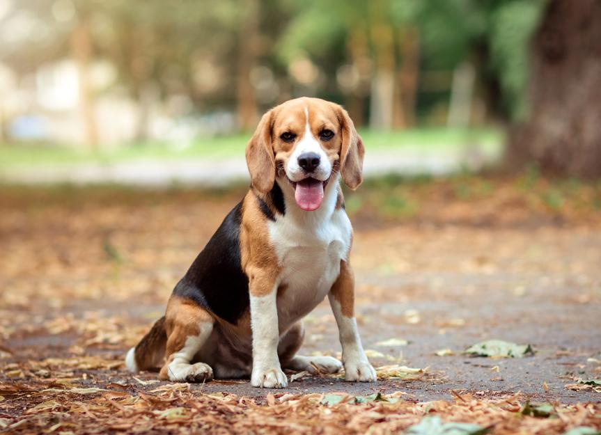 Beagle Care