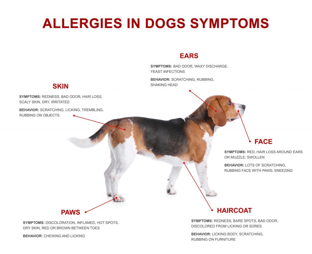 Beagle Care in 2026: Essential Guide to Managing Seasonal Allergies and Environmental Sensitivities