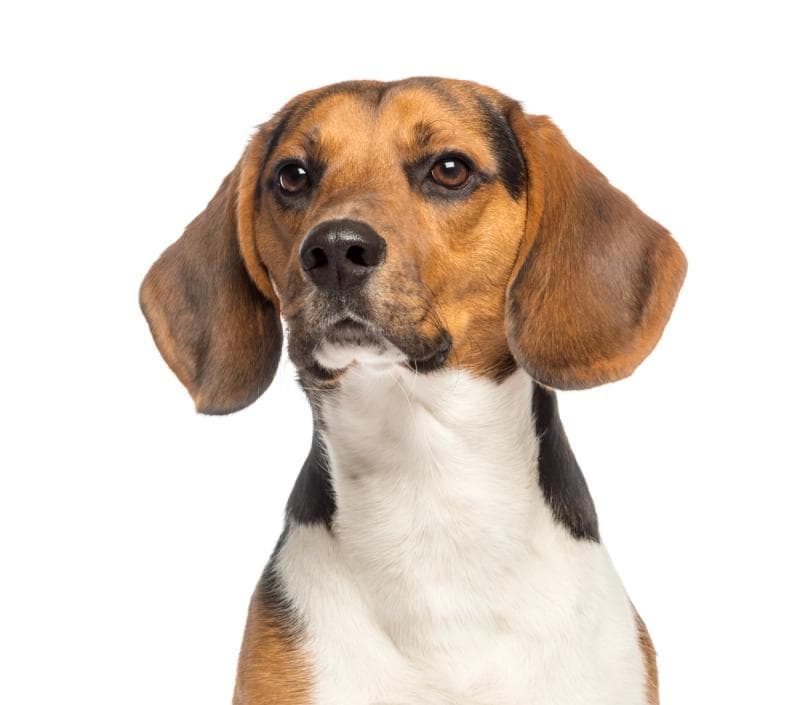 Beagle Care