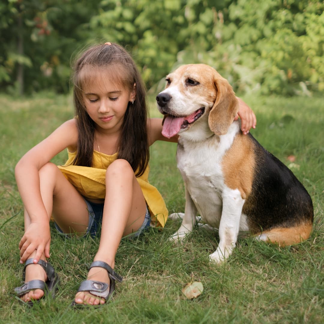 Pet Beagle