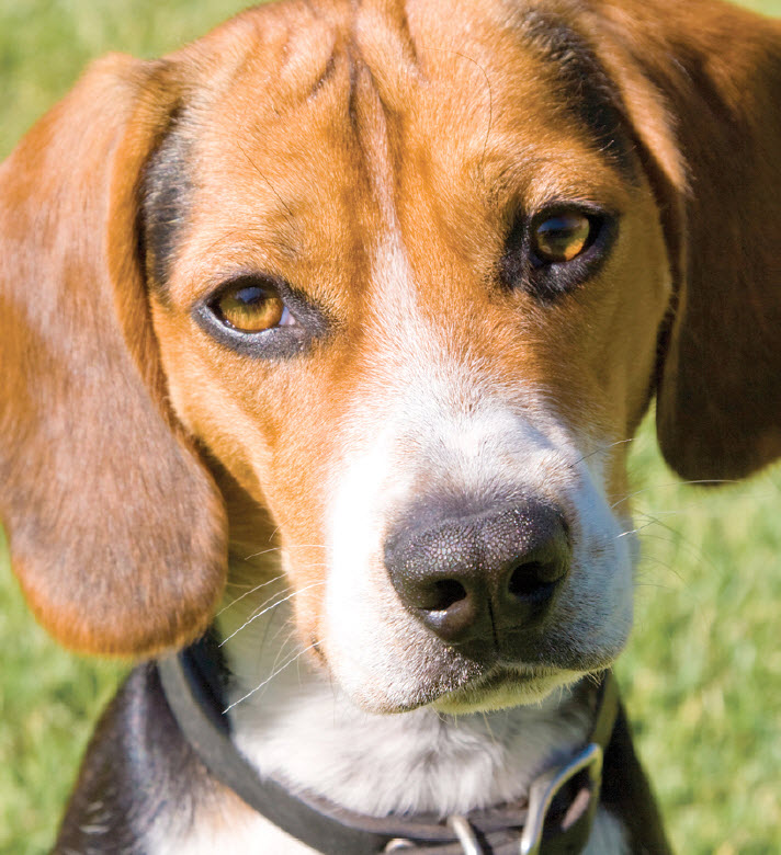 Beagle Care Checklist