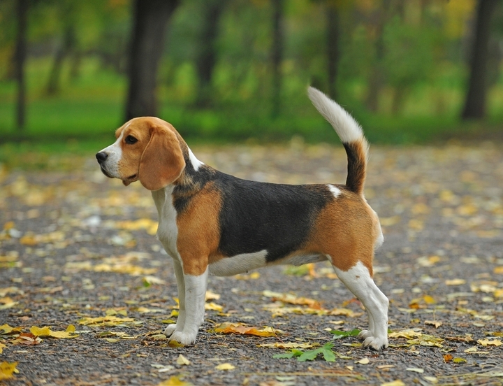 Beagle Nutrition