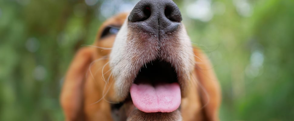 Beagle Temperament - The Good, The Bad & The Cuddly