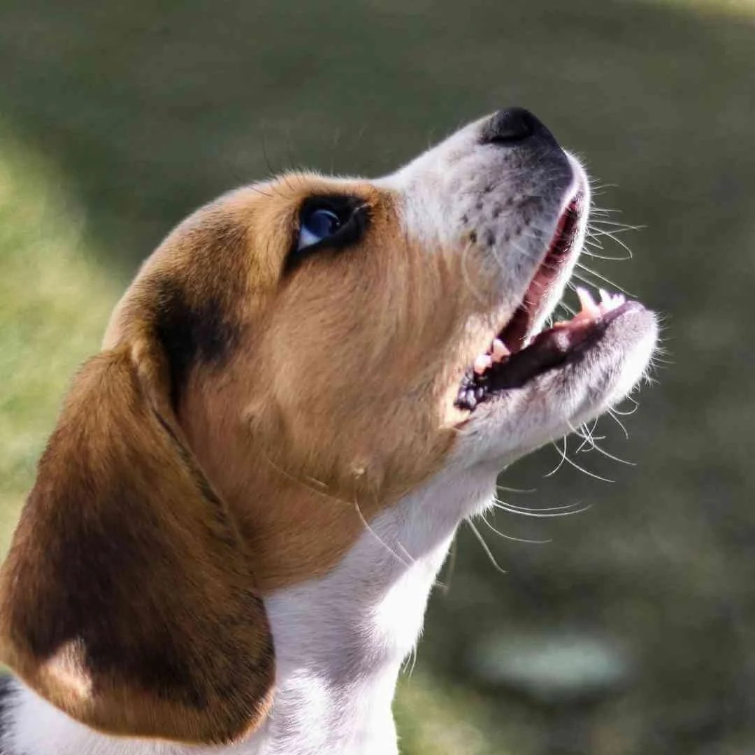 Training Beagles - A Realistic, Honest Beagle Training Guide — Best Mate Dog  Training | Online Dog Training Without Treats