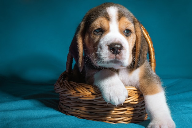 Close up of a beagle puppy sniffing the ground