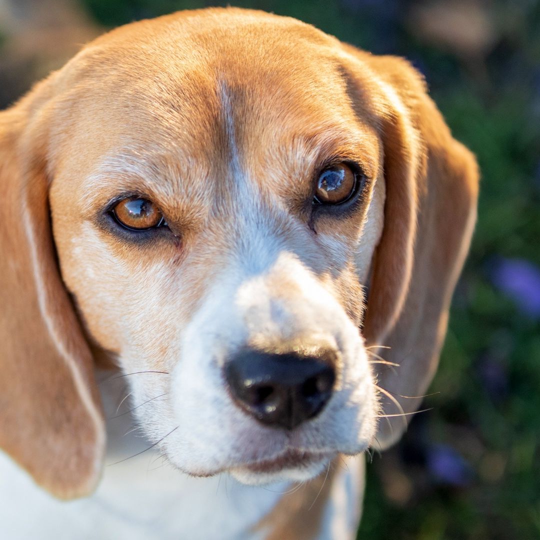 Beagle playing with a toy in a yard