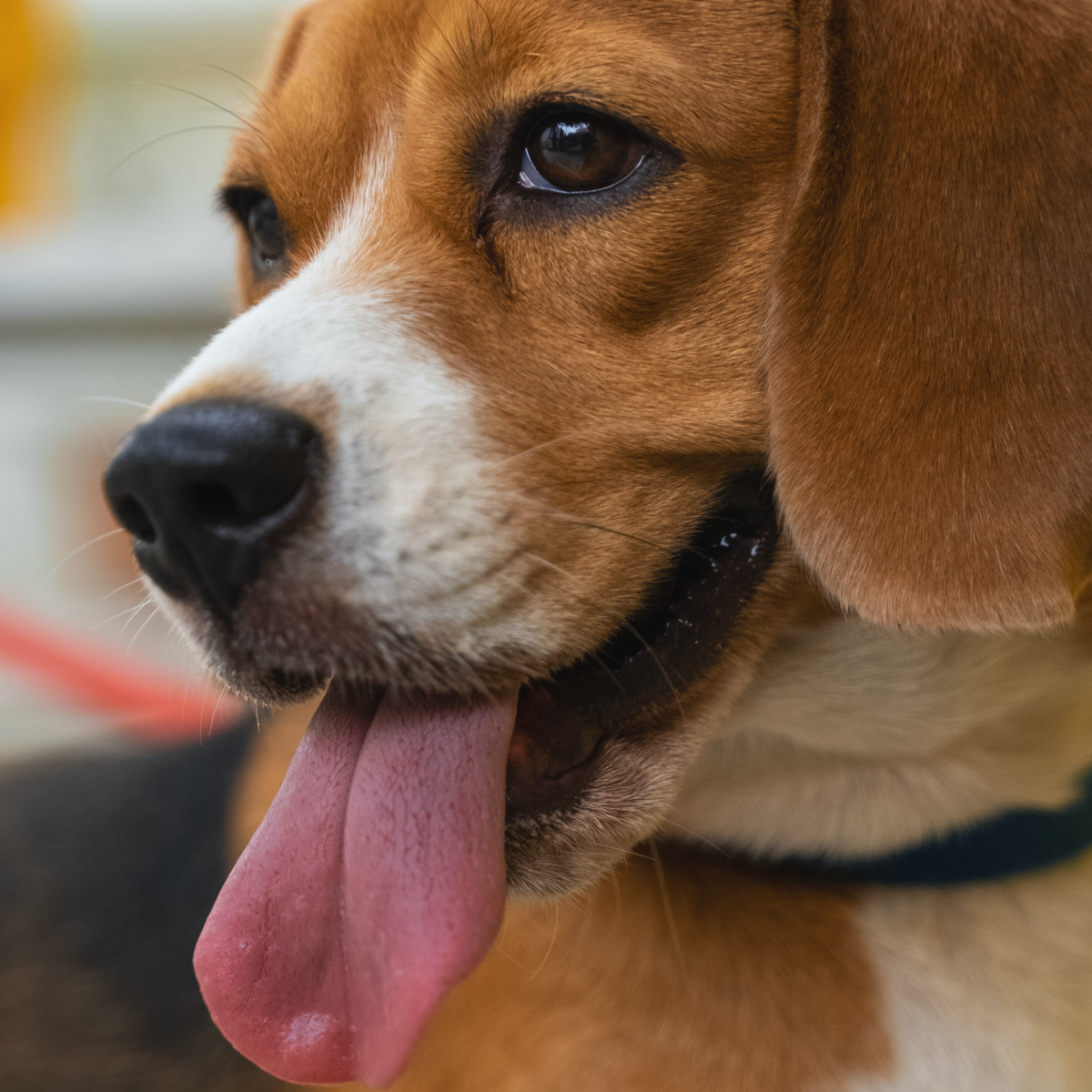 Beagle Care