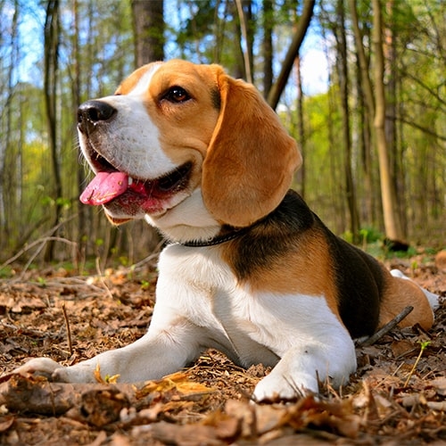 Beagle Care