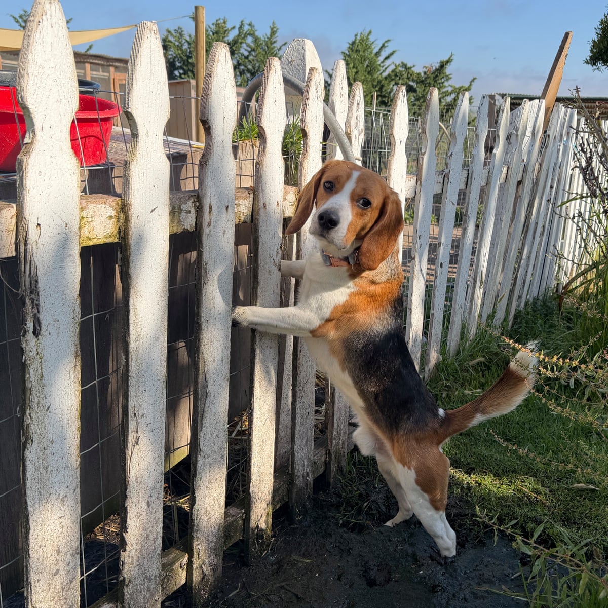 Beagle Care