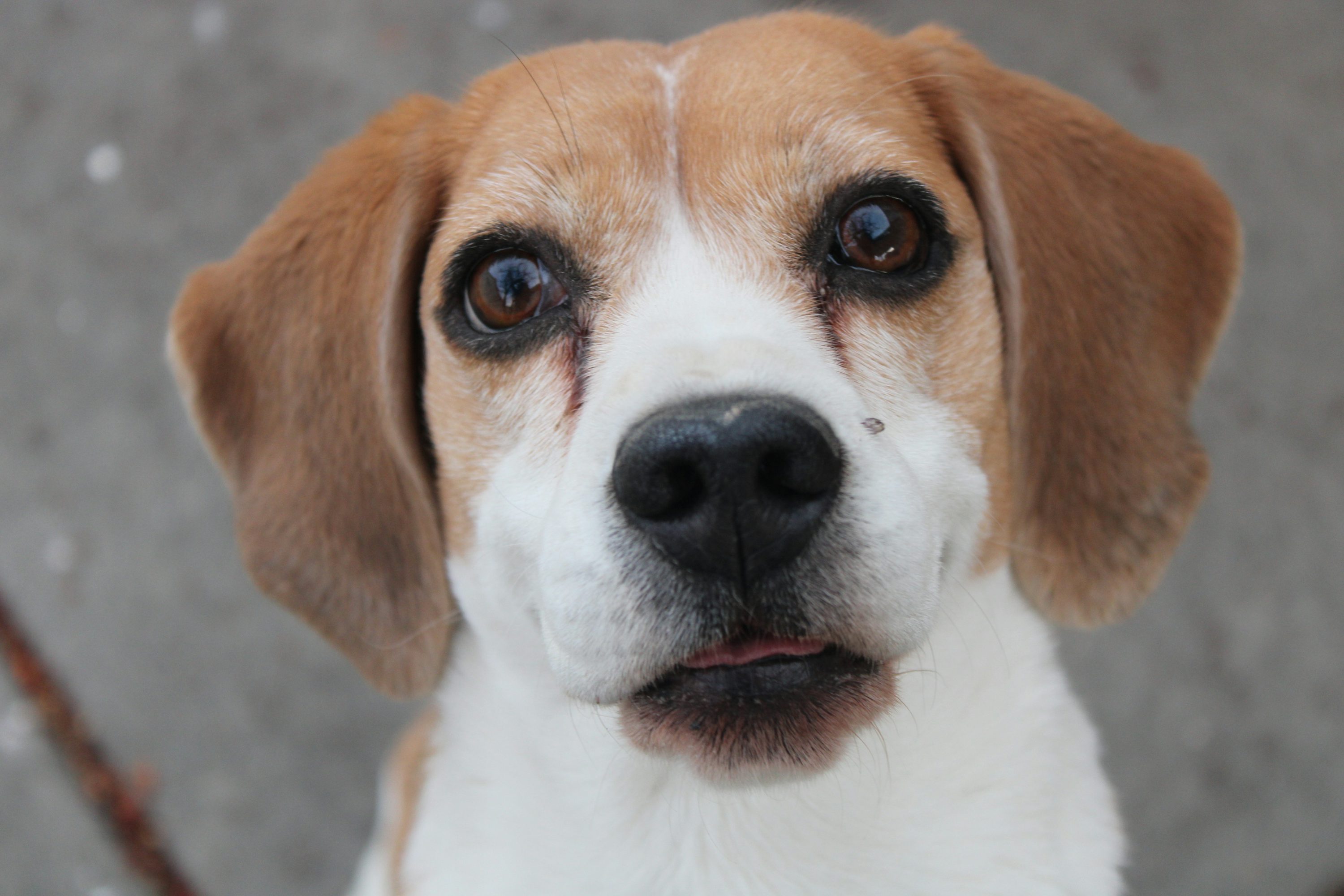 How to Care for a Pet Beagle: Diet, Exercise, and Grooming