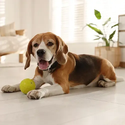 Beagle Care