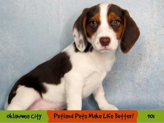 Pet Beagle