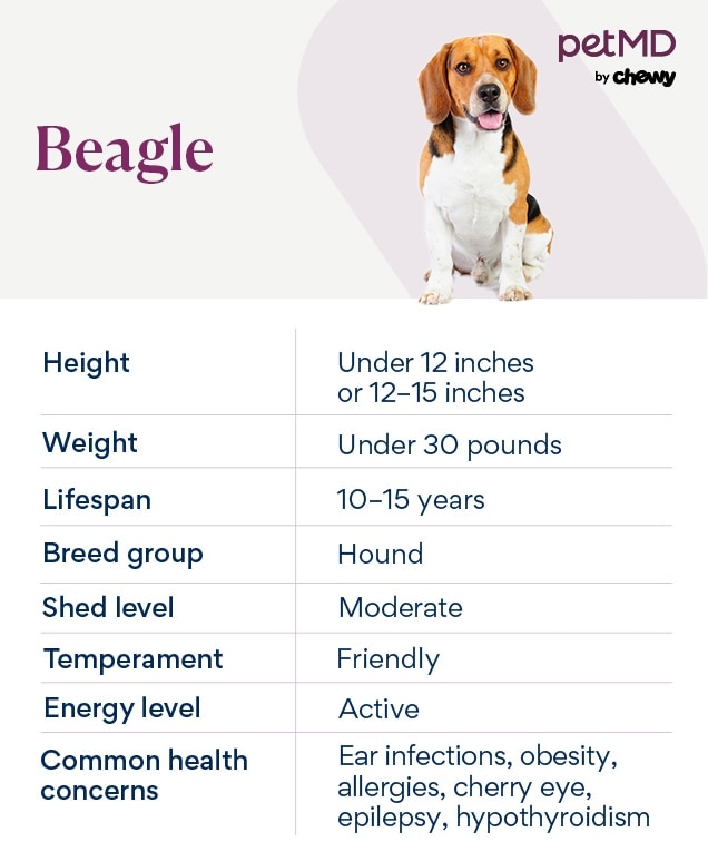 Beagle Care