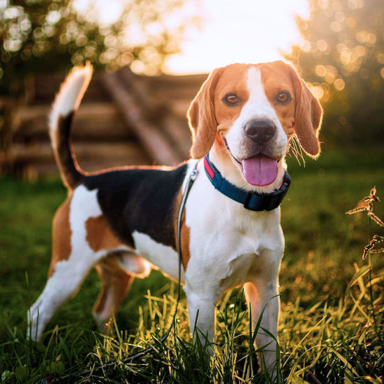 Beagle Care