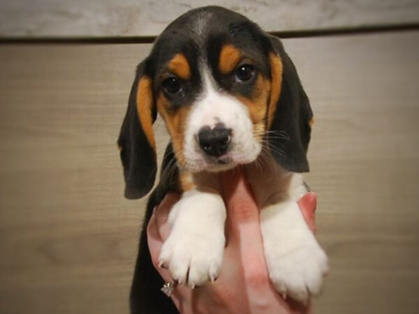 Pet Beagle