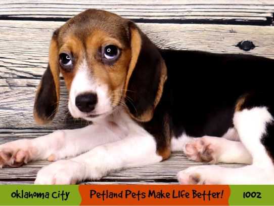 Pet Beagle Care Guide: Managing Shedding, Food, and Daily Routines