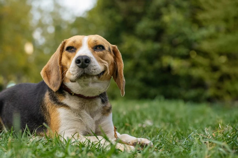 Beagle Lifespan in 2026: How New Veterinary Advances Are Extending Your Dog's Life to 16+ Years