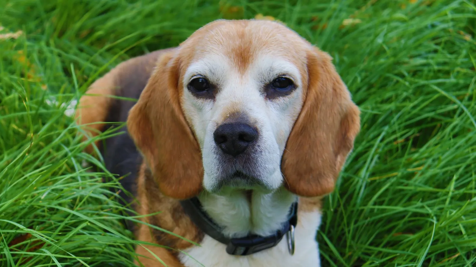 2026 Beagle Care guide: Managing Shedding, Diet, and the Rise of Beagle Lab Mixes