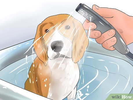 Beagle Care