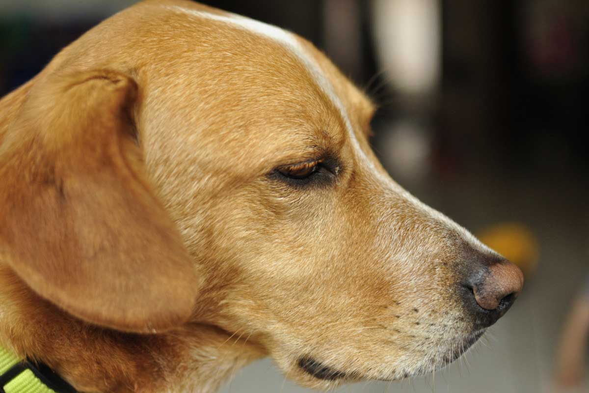 Complete Guide to Beagle Lab Mix: Personality, Lifespan, and Care Tips for 2026 Pet Owners