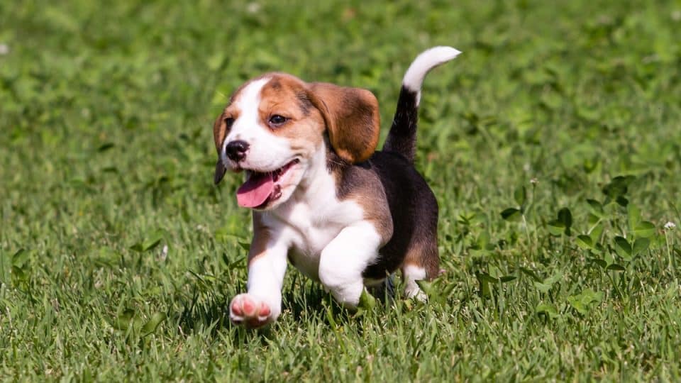 Beagle Care