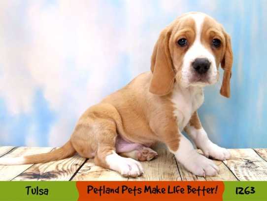 Pet Beagle