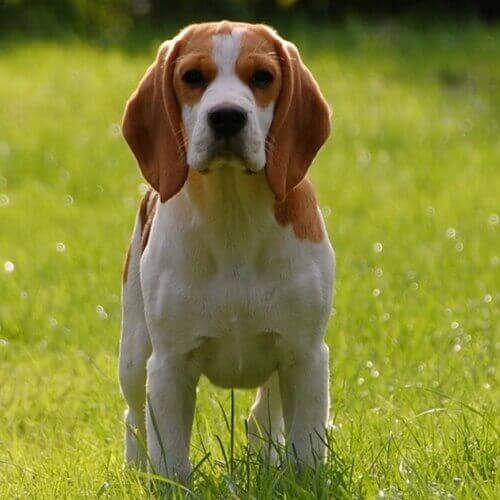 The to Beagle Care