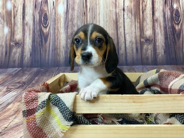 Pet Beagle