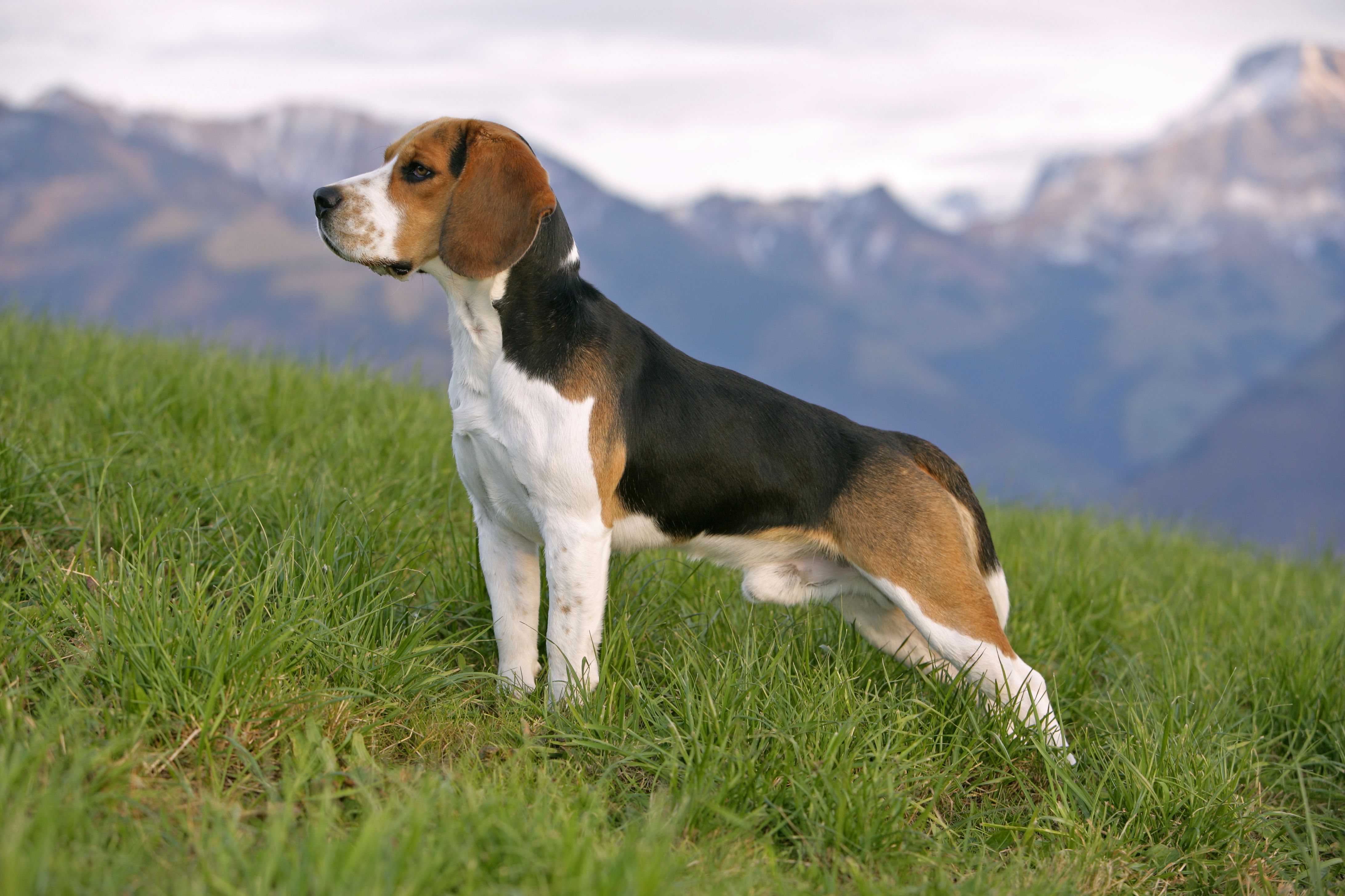 The to Beagle Care