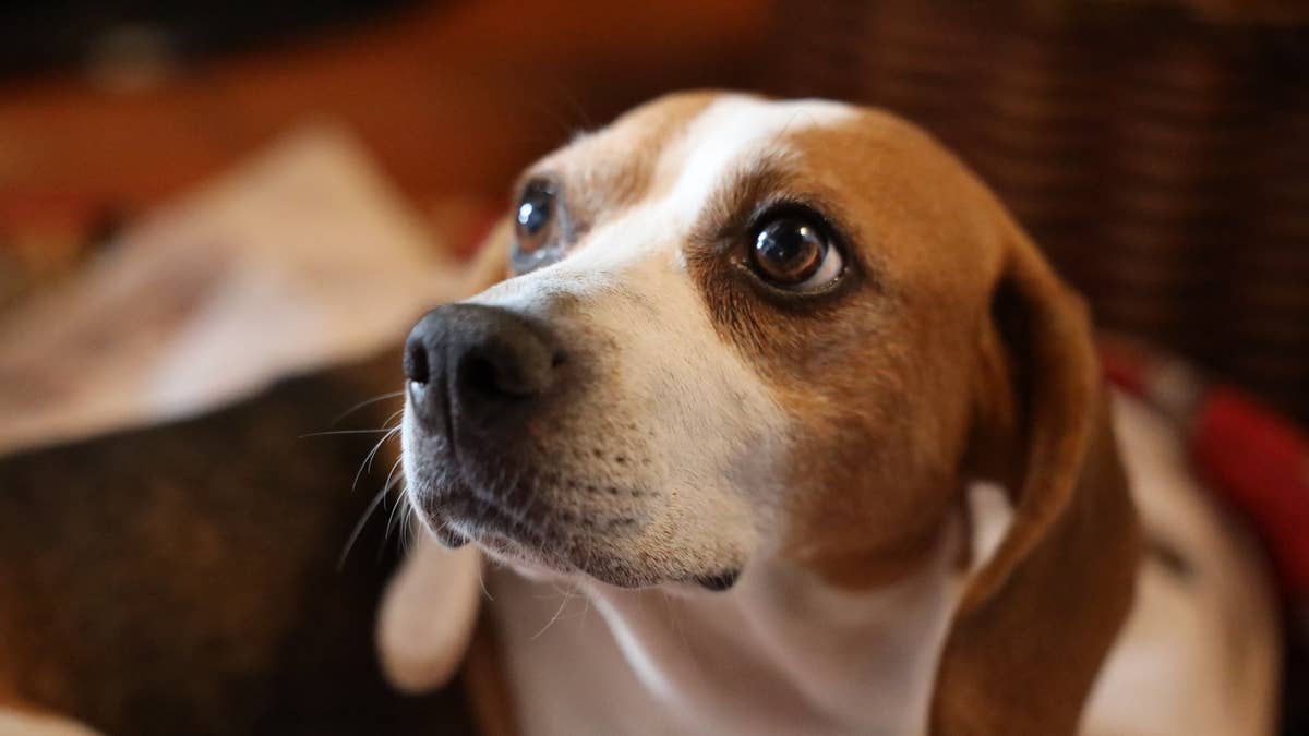 The Ultimate 2026 guide to Beagle Care: Lifespan, Diet, and Personality Insights
