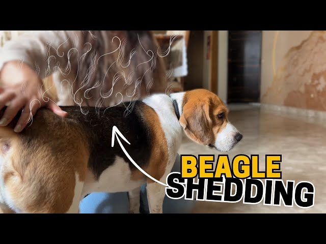 The Ultimate Beagle Shedding Guide 2026: 7 Science-Backed Methods to Reduce Hair Around Your Home