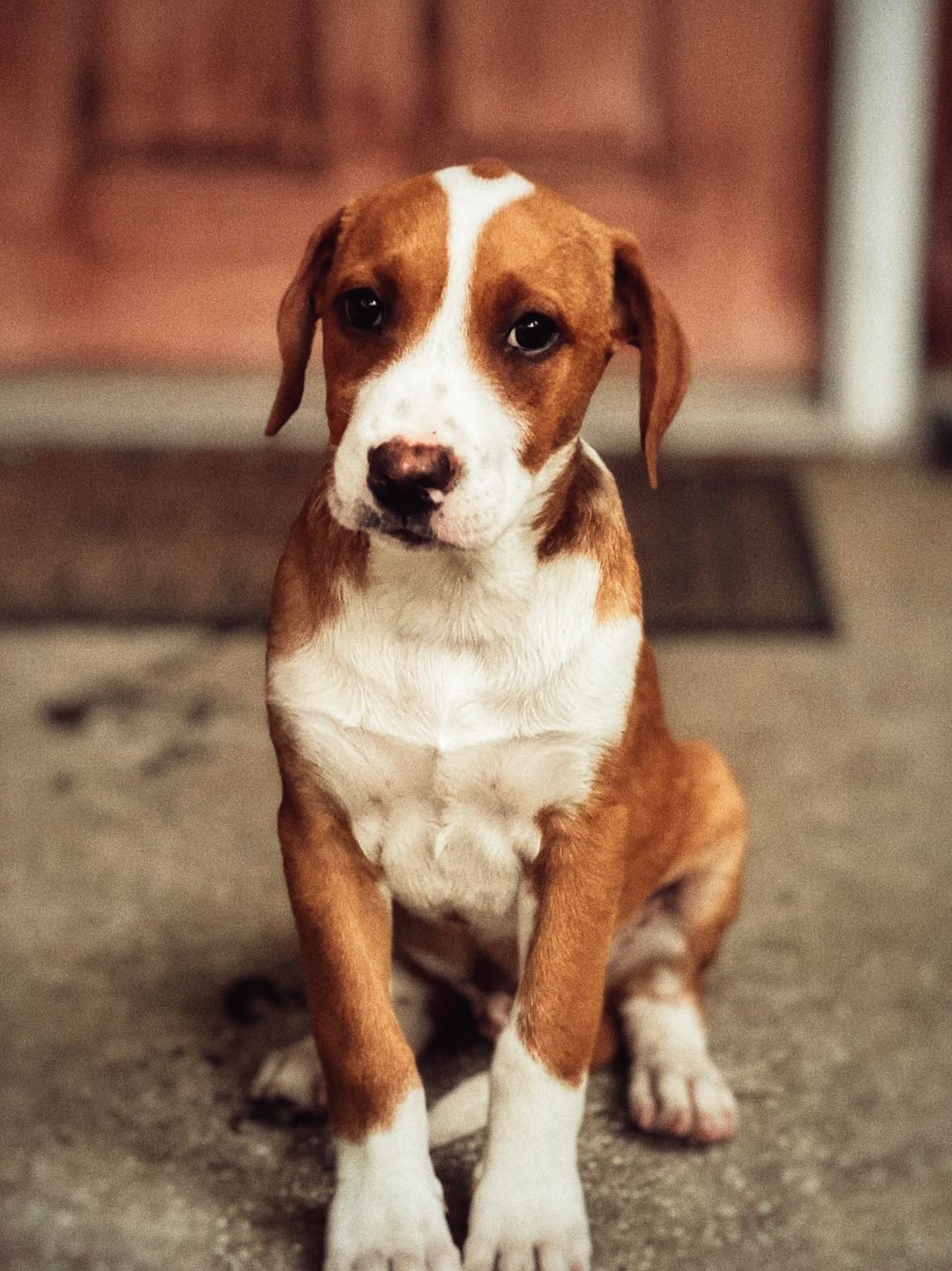 Beagle Lab Mix vs Beagle Pitbull Mix: Which Designer Dog is Right for Your Family in 2026?