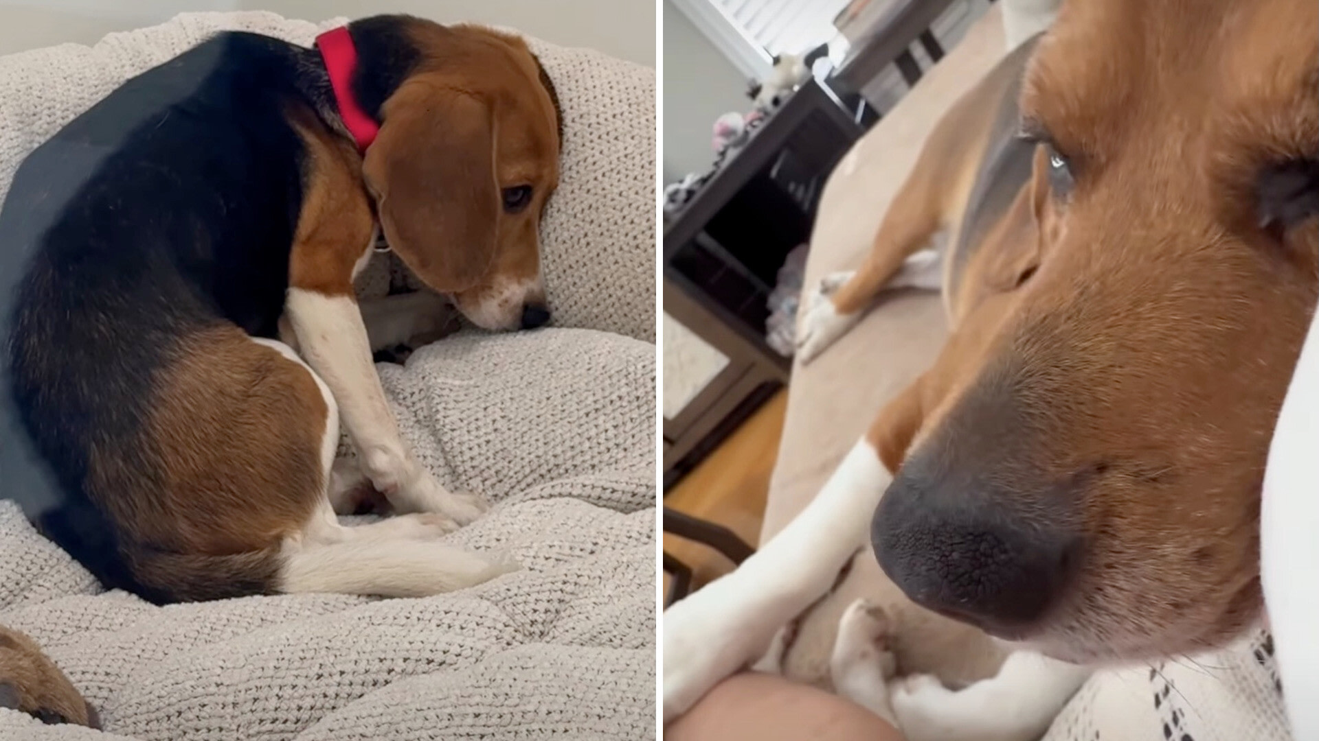 Beagle Care