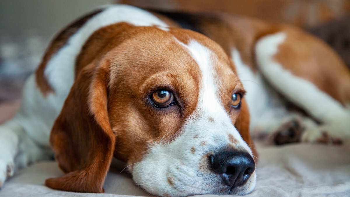Beagle Care