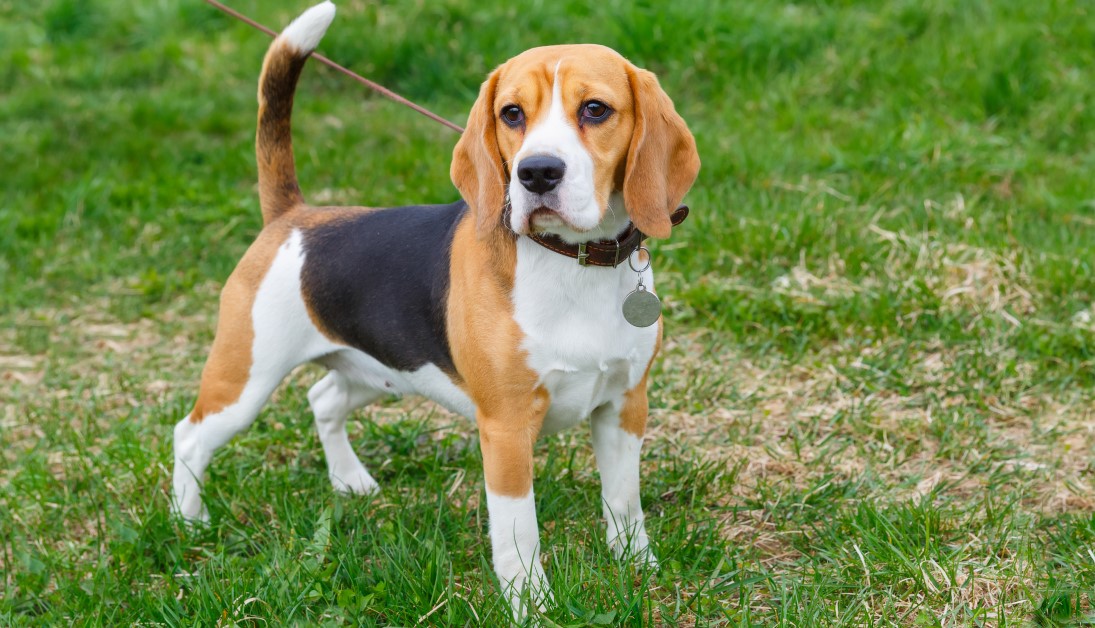 Pet Beagle