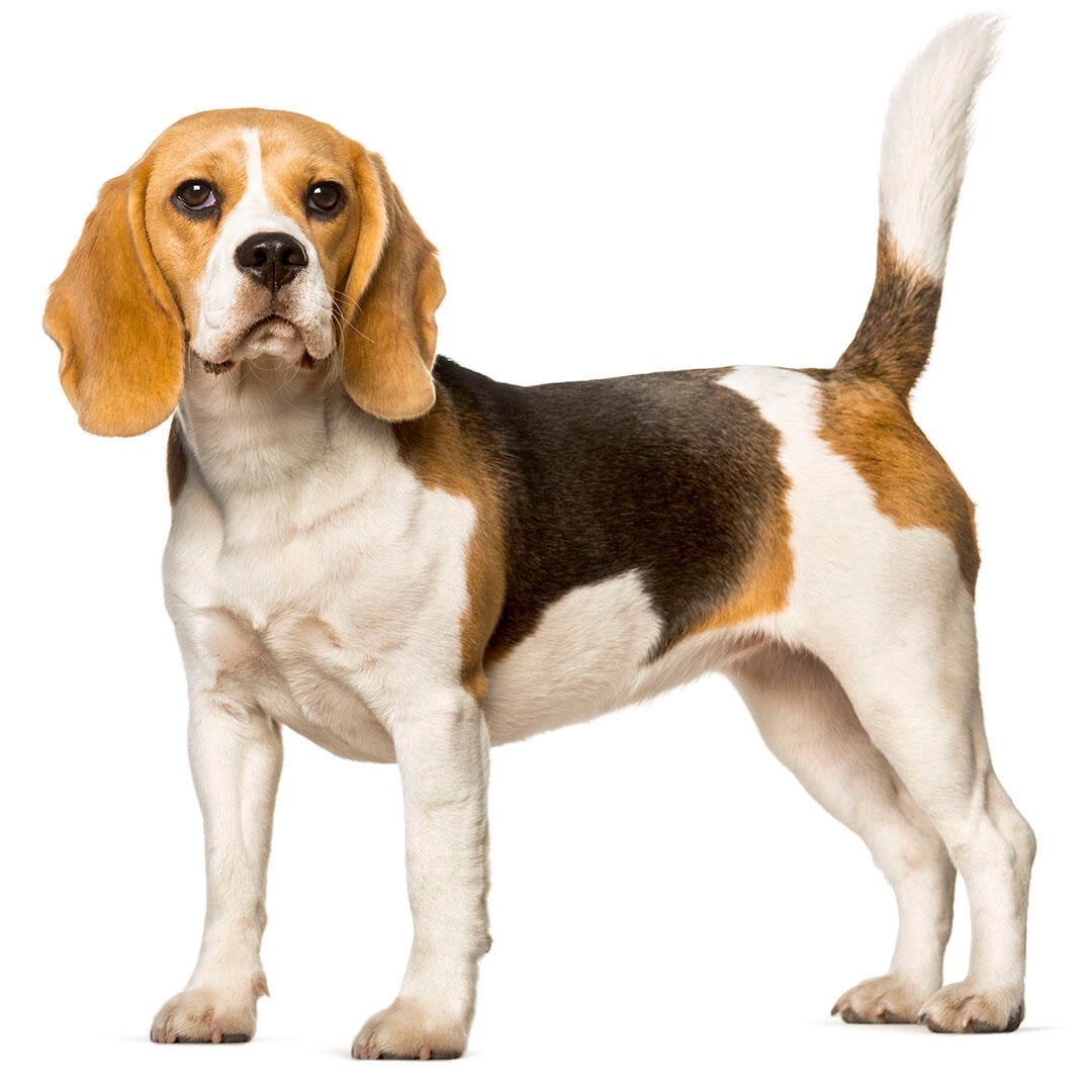 Pet Beagle