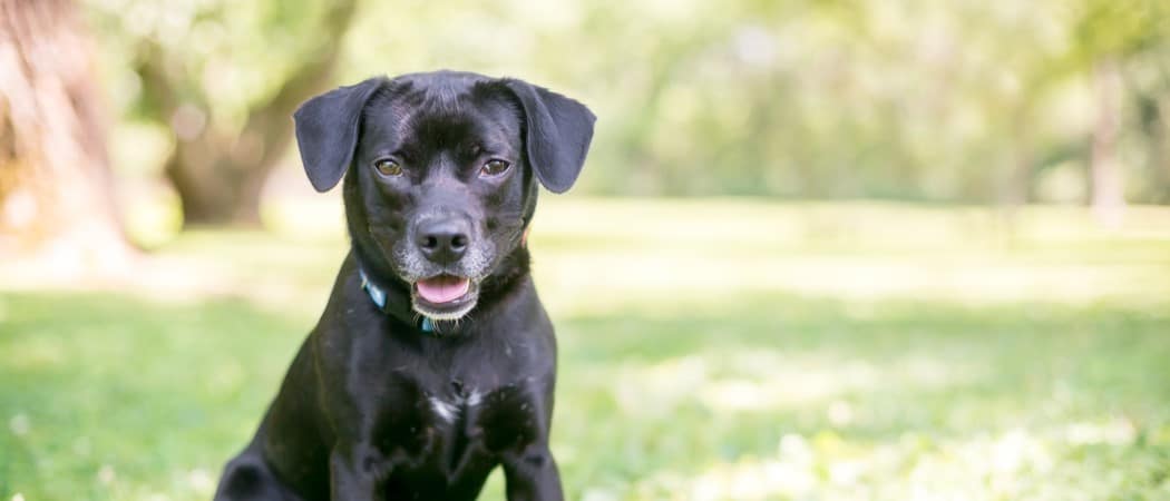 Beagle Lab Mix: The Complete 2026 Guide to Caring for Your Beagador