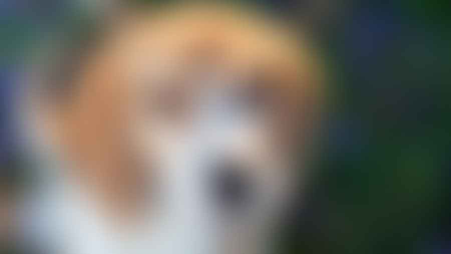 Close-up view of a Beagle\'s fur texture