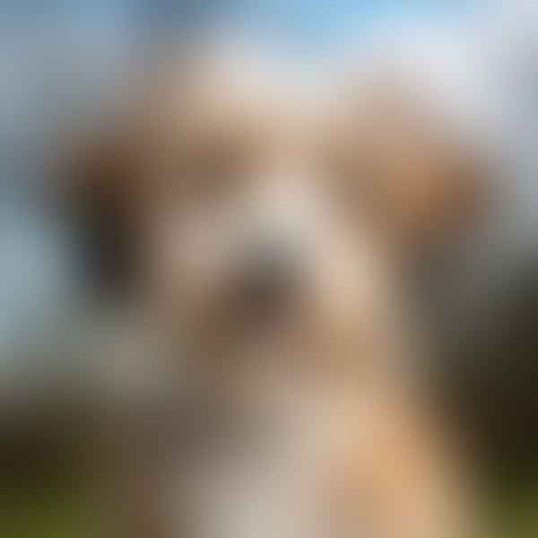 The Charm of the Beagle Poodle Mix: Unveiling the Poogle