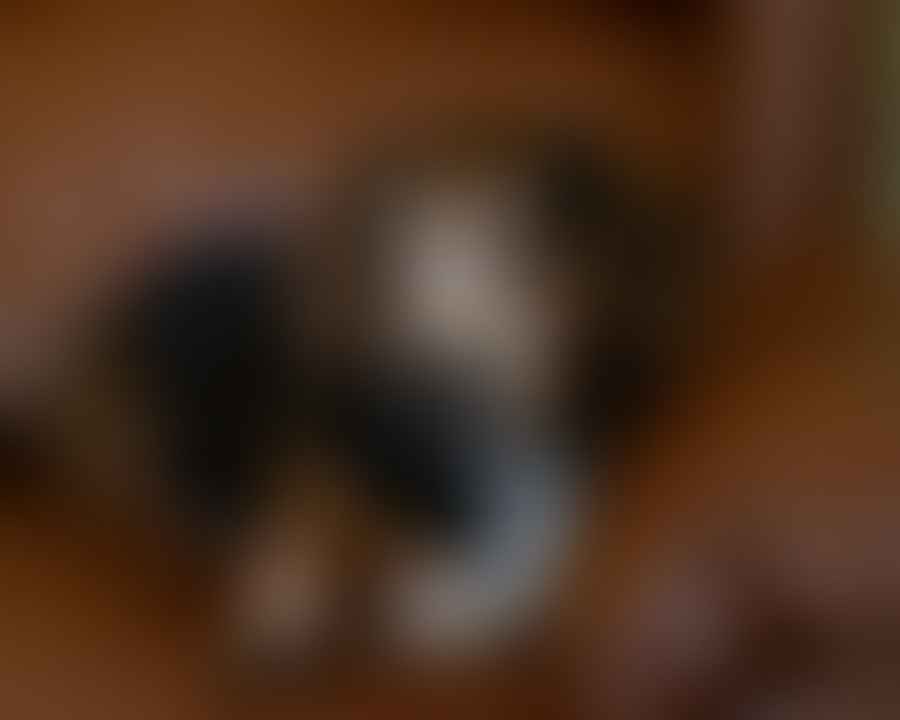 Beagle Dachshund Mix dog showcasing its unique physical traits