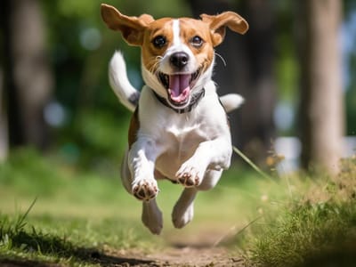 Beagle Terrier Mix: The Lively and Lovable Boglen Terrier