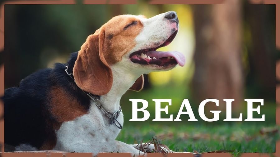 Beagle and Their Barks Why Your Beagle Barks and How to Train Them