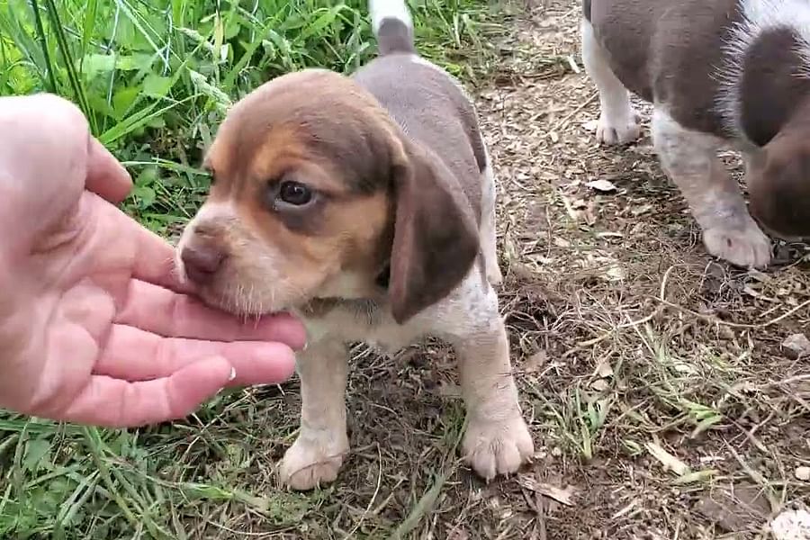 Chocolate Tri Beagle