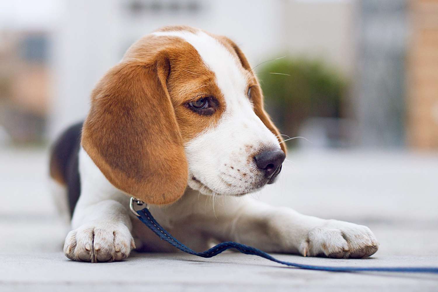 Red and White Beagle