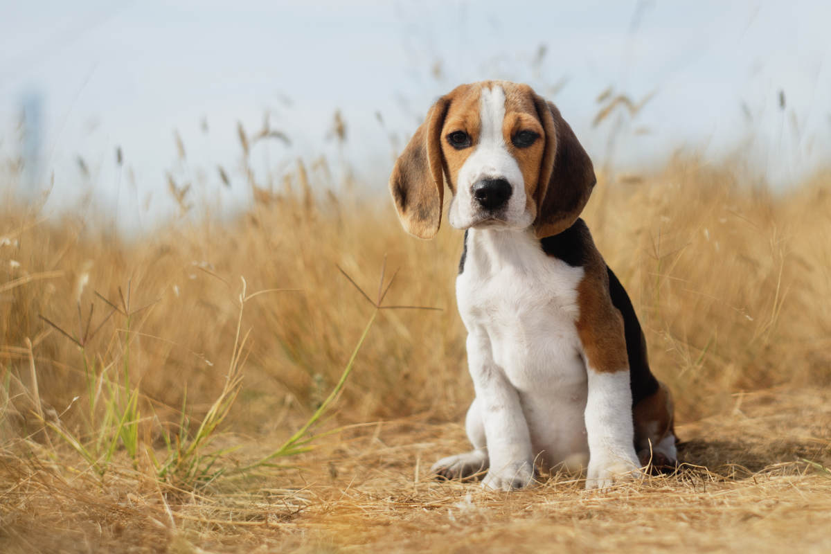 Tri-color Beagle