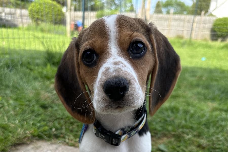 Beagle puppies for sale
