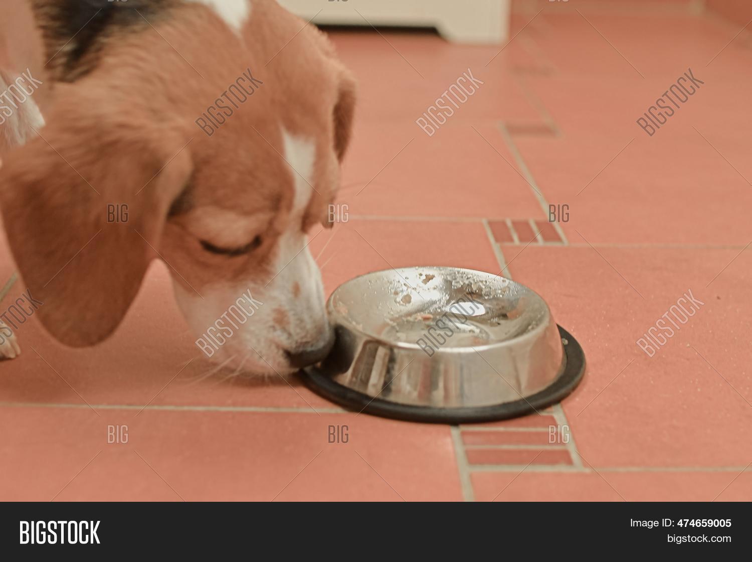 Beagle puppy food