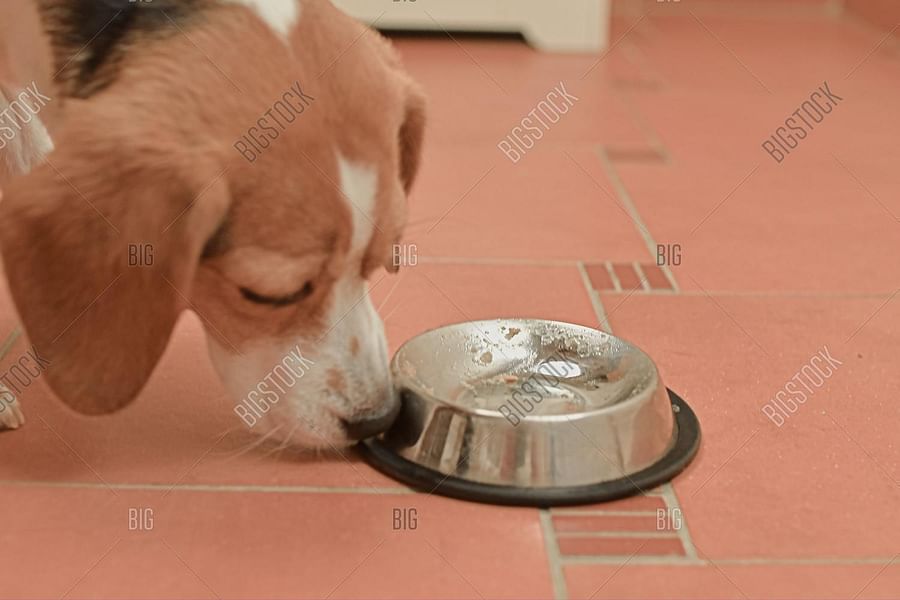 Beagle puppy food