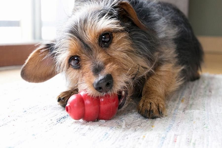 Kong Classic Dog Toy